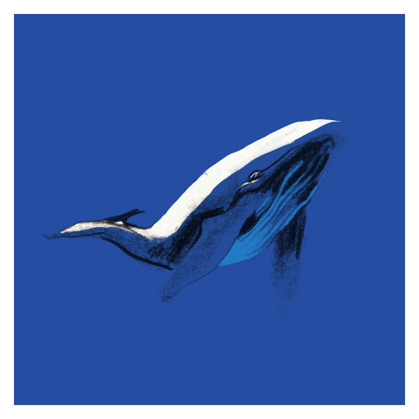 Naturaleza de color. Ballena