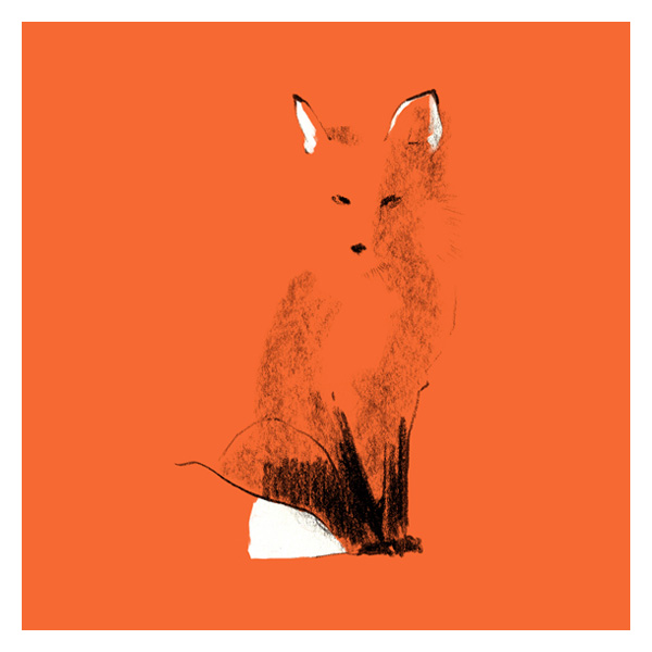 Naturaleza de color. Zorro