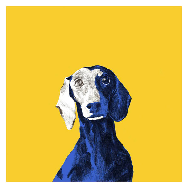 Naturaleza de color. Perro